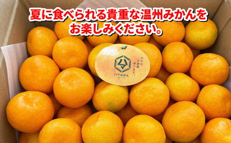 ハウスみかん 2kg家庭用ハマみかん 先行予約 B015-075004