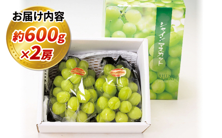 シャインマスカット 計 1.2kg 600g × 2房 南予ファーム ｼｬｲﾝﾏｽｶｯﾄｼｬｲﾝﾏｽｶｯﾄｼｬｲﾝﾏｽｶｯﾄ F020-082007