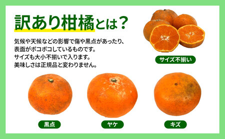 柑橘訳ありはれひめ5kg 先行予約マル南フルーツ みかん柑橘柑橘柑橘柑橘 B012-106002