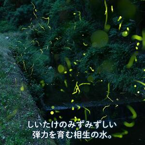 【有機】深山農園の 有機 中身美人の新鮮しいたけ ～アウトレット～1,500g