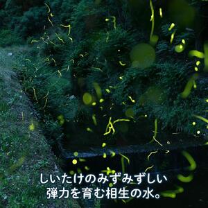 【有機】深山農園の 有機 中身美人の新鮮しいたけ ～アウトレット～750g