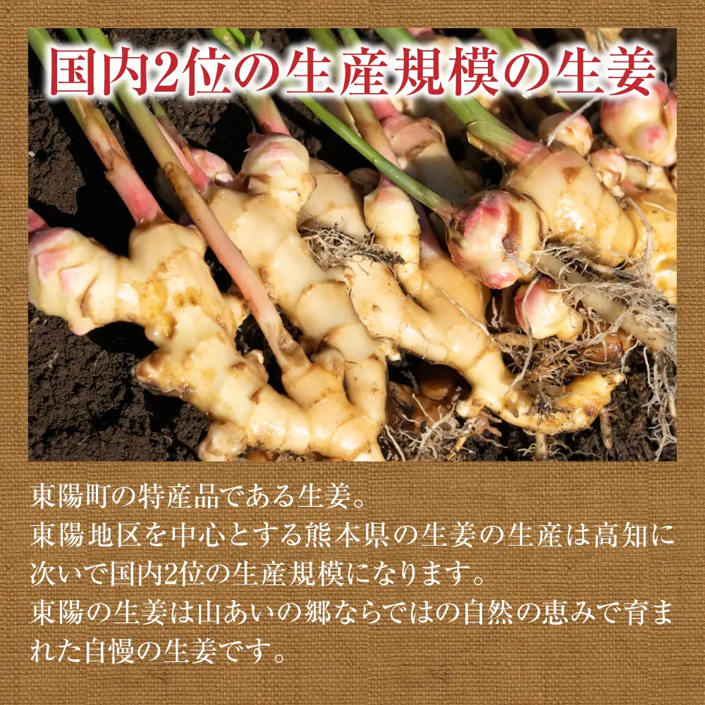 【先行予約】 熊本県八代市産 新生姜2kg 季節限定 しょうが ショウガ ガリ ジンジャー 野菜 食品 温活 冷え対策 旬 【2026年9月上旬より順次発送】