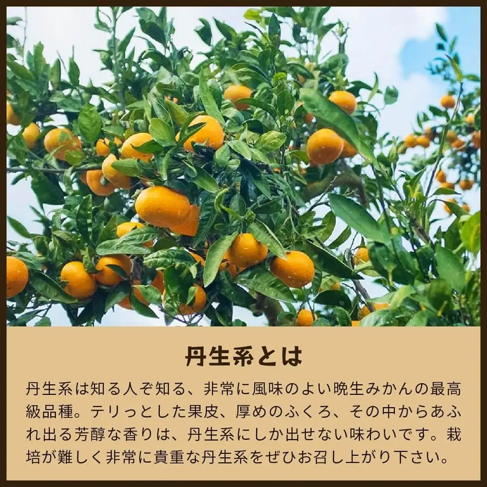 蔵出しみかん丹生系　5kg家庭用｜和歌山県海南市下津町の特産品蔵出しみかんの最高級品種を産地直送でお届け【2027年2月発送開始】