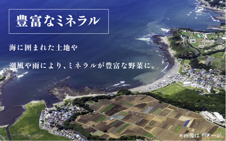 横須賀産野菜セット 10種 詰め合わせ【横須賀商工会議所 おもてなしギフト事務局（三浦半島直売所）】 [AKES003]
