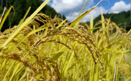 令和8年度産 新米先行予約 コシヒカリ 5kg 美山産 ひとしずく 農薬不使用 米 白米 精米 コメ お米 栽培期間中農薬不使用 単一原料米  ご飯 ごはん 安心 安全 こしひかり