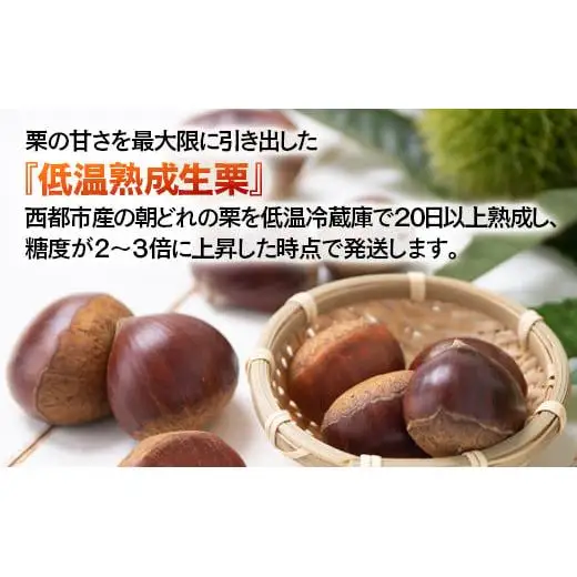 【先行予約】低温熟成栗 国産生栗1.5kg 糖度２～３倍  西都市産＜49-2a＞