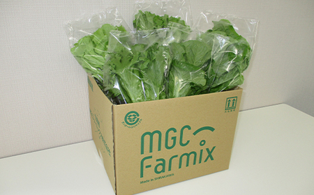 定期便 12ヶ月連続 植物工場で育てた5種のレタス食べくらべセット 10パック F23R-787