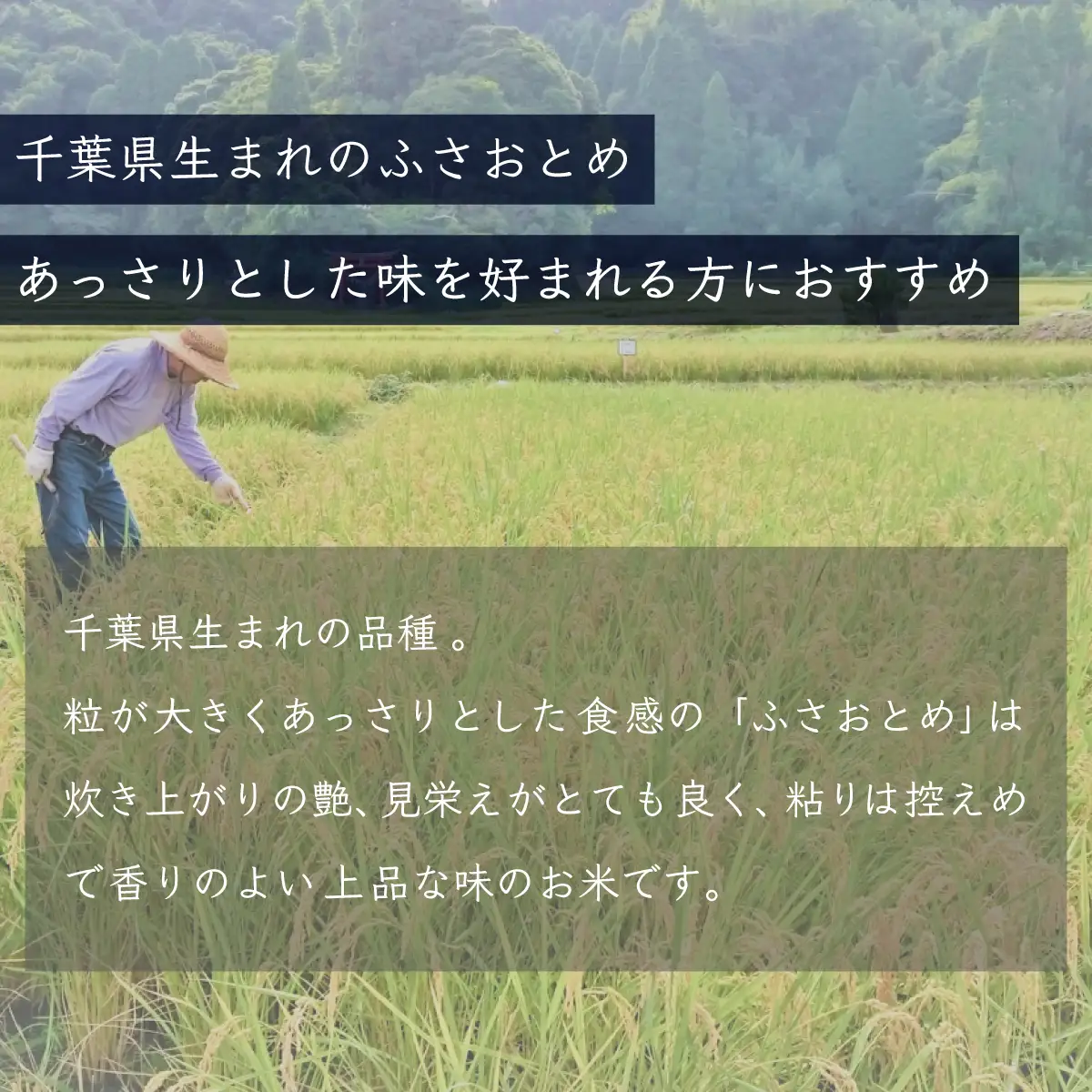 【最短2～7営業日出荷】令和7年産 千葉県産「ふさおとめ」10kg（5kg×2袋） A003
