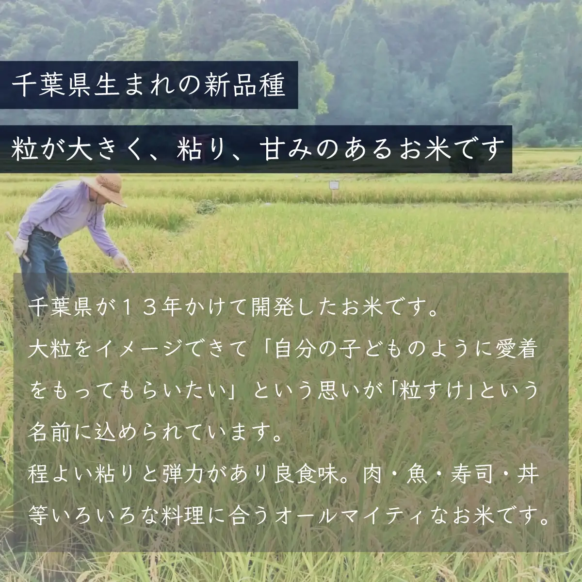 【最短2～7営業日出荷】令和7年産 千葉県産「粒すけ」10kg（5kg×2袋）/  粒すけ 令和7年産粒すけ 千葉県産粒すけ A006