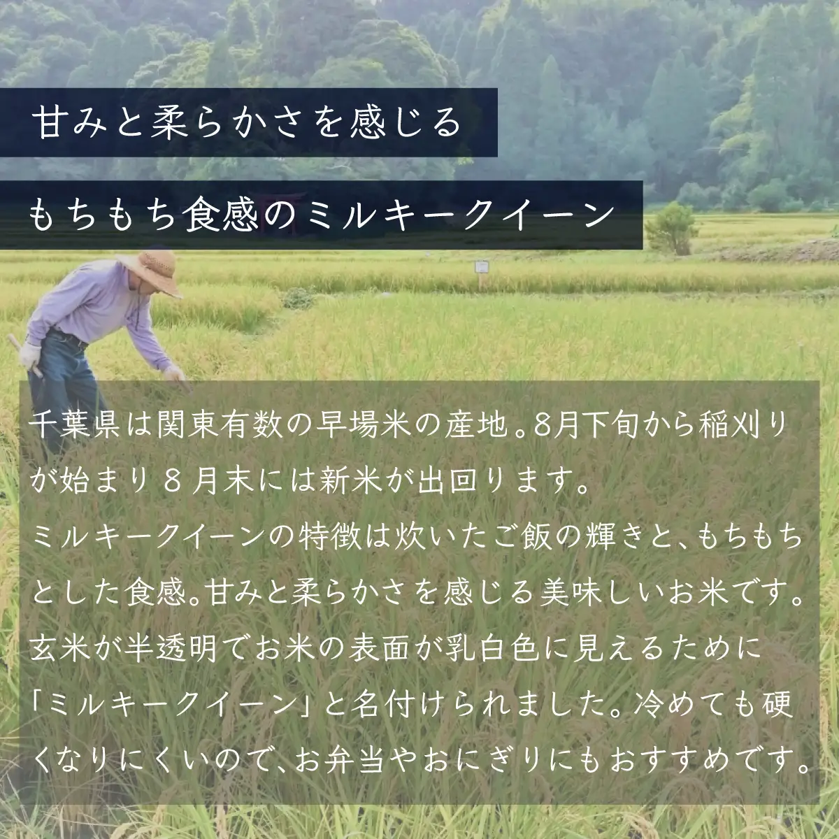 令和7年産 千葉県産「ミルキークイーン」10kg（5kg×2袋） A007