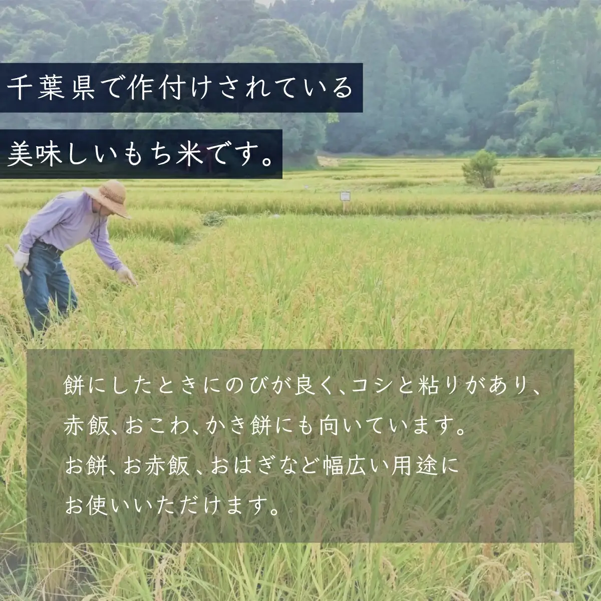 【最短2～7営業日出荷】令和7年産 千葉県産「もち米」10kg（5kg×2袋） A010