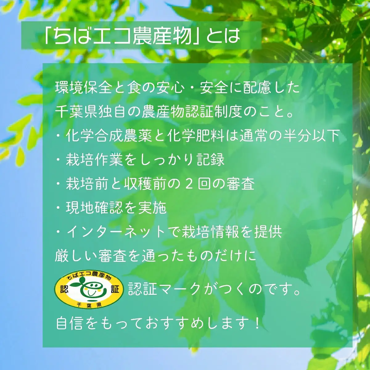 【ちばエコ農産物認証茶葉】翠峰5本セット 【 ふるさと納税 人気 おすすめ ランキング お茶 緑茶 日本茶 茶葉 千葉県 大網白里市 送料無料 】H002