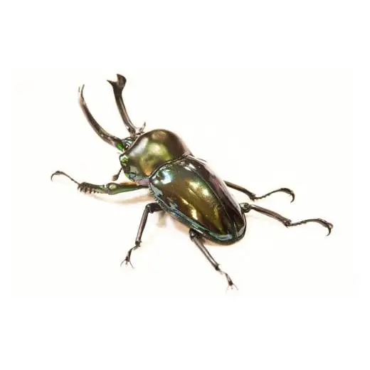 【1セット限定！】完璧育成！「ニジイロクワガタ」 E-257