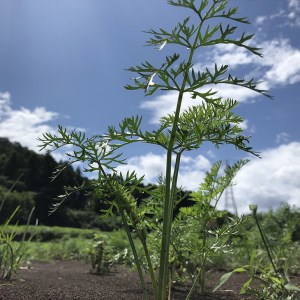 ｔｇｓのにんじんミックスジュース  180ml 12本セット ≪野菜ジュース  人参 ニンジン 野菜飲料 果実飲料 りんご≫※離島への配送不可（北海道、沖縄本島は配送可能）