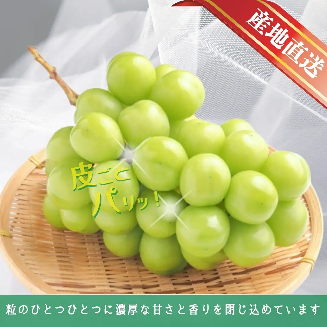 【2026年先行予約】シャインマスカット 約1.5kg(2~3房)|シャインマスカット