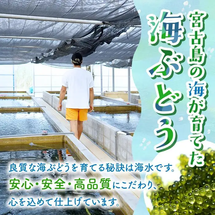 宮古島朝採れ海ぶどう（5パック）｜新鮮直送 プチプチ食感 沖縄土産（FL003）