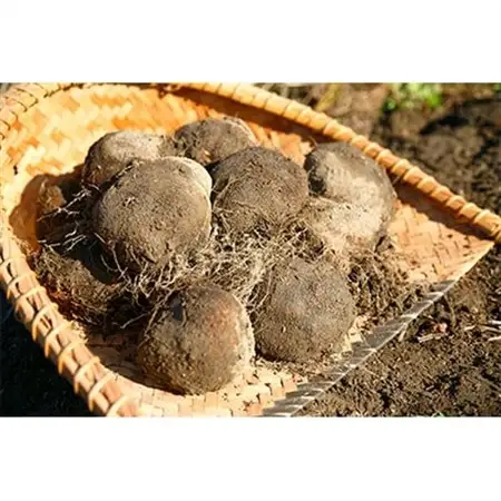 大和万葉の里「山の芋」　約2.5kg_野菜  いも イモ 芋_【1071904】