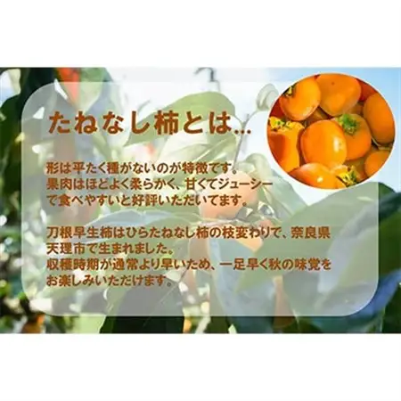 【R8年10月以降発送】刀根早生柿発祥の地より「たねなし柿」L～2L(32～36玉)【秀品】_果物・フルーツ 柿（カキ）  かき_【配送不可地域：離島】【1138161】