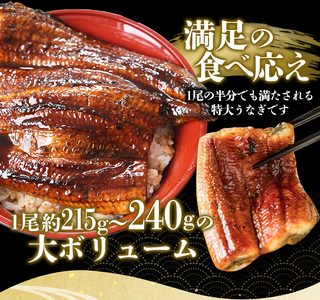 1尾約215g～240gのビッグサイズ うなぎ蒲焼 2尾 計約430g～480g （タレ・山椒付き） 【通常発送】【nks700B-y】