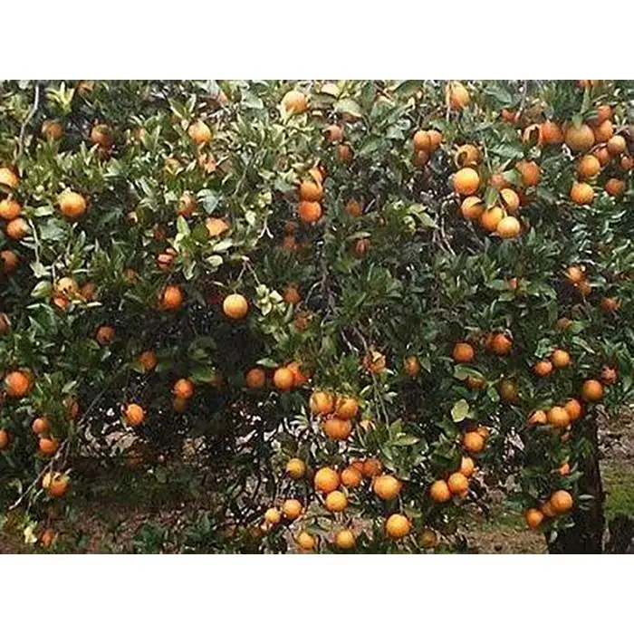 【2027年発送分 先行受付】たんかん ご家庭用バラ詰め5kg【たけはら農園】 たんかん