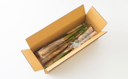 【数量限定】宮崎県高原町産「大名たけのこ」約2kg(5～6本) 炊き込みご飯や天ぷら、煮物にしておいしい筍　TF0409-P00036