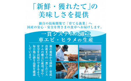 A0-331 鹿児島県産！薩摩隼人ひらめ230g以上(2～3P)【MBC開発】霧島市 ヒラメ 刺身ヒラメ 刺身 冷凍