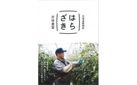 A134 【先行予約】夏限定お届け!フルーティな甘み!ロイシーコーン【北海道の白いとうもろこし】（10本セット）北海道 鷹栖町 原崎農園