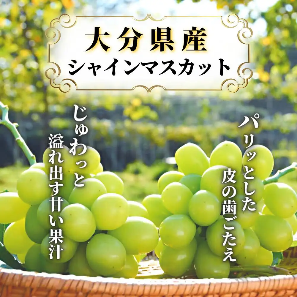 【ふるさと納税】《先行予約》至極の果実シャインマスカット2kg | 豊後高田市 シャインマスカット