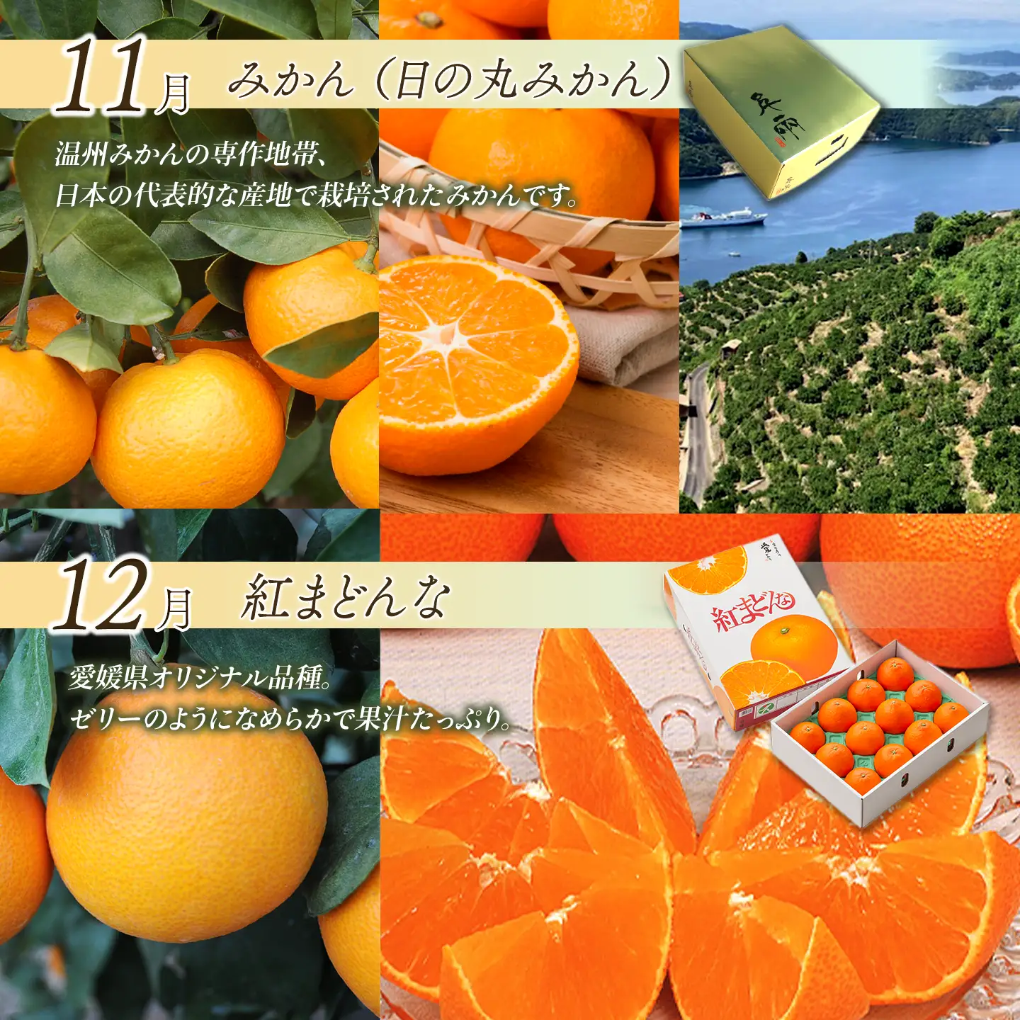 【先行予約】えひめ かんきつ定期便（全6回・11月～発送）【紅まどんな せとかなど】 