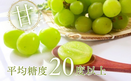 【2026年先行予約】シャインマスカット 約1kg（2~3房）※最低900g以上 |シャインマスカット