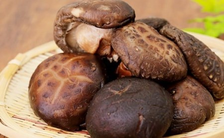 015-155 豊後大野市産 特大 椎茸 500g しいたけ 肉厚 特大 ステーキにもおすすめ ベジタリアン ビーガン 菜食 大分県