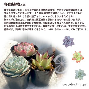  【5月発送】 多肉 植物 エケベリア 5種 多肉植物 おまかせ セット