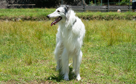 O16　宍粟鹿肉100％　犬・猫の無添加おやつ　噛ませたい（ハードタイプ）） 【 ペット 用品 ペットフード 低脂肪 高タンパク 鉄分 ジビエ ヒューマングレード ハード 】