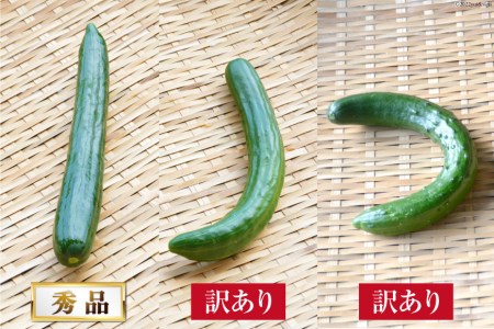 AG064【令和8年度出荷分】【訳あり】新鮮 朝採りきゅうり 2kg以上 [ 長崎県 島原市 ]