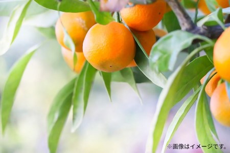 極撰!仁尾の温州みかん(約5kg)