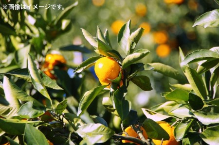 曽保みかん (約5kg)