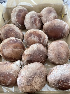 【一週間以内に発送】生しいたけ　肉厚シイタケ　無農薬　菌床栽培　特大　12枚【ハタモト農産】_HA1007