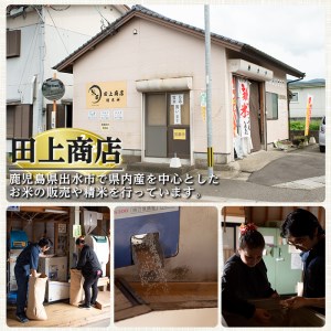 【12回定期便(連続)】鹿児島県 出水市産 ひのひかり 玄米 定期便 (3kg×2袋・計6kg)×全12回 【田上商店】 i663