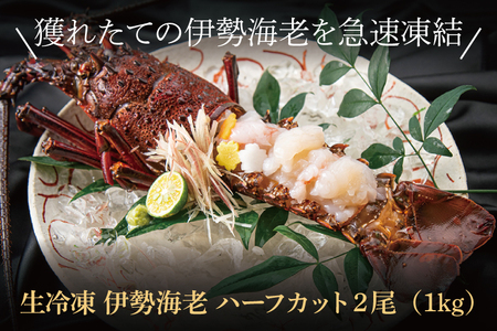 生冷凍 伊勢海老 2尾 1kg _AP031
