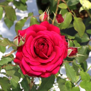 バラ苗鉢植え「アンクレット」 [h190]