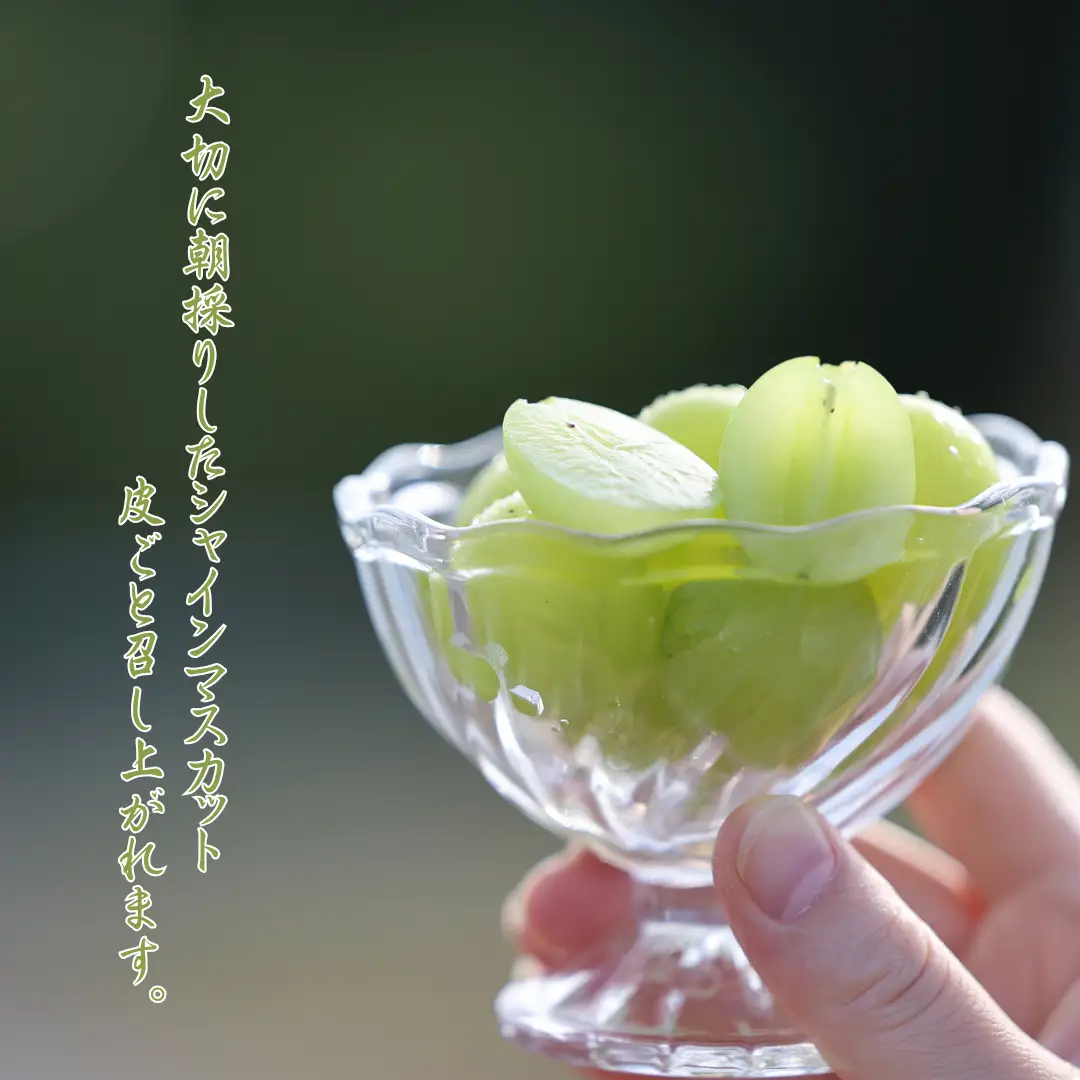 ≪先行受付≫【数量限定】まるさん農園のシャインマスカット　約１ｋｇ　合計２房［MR-101］| 人気シャインマスカット 高評価シャインマスカット シャインマスカットランキング おすすめシャインマスカット |