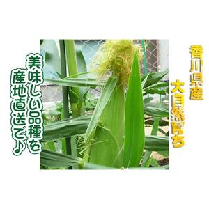 とうもろこし まるでフルーツと名高いのホワイトコーン！ 5kg 秀品 限定300セット！坂出市産【先行予約：2026年6月上旬～順次発送】
