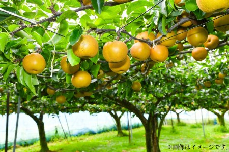特秀品!三豊市生まれの絶品梨(約5kg)