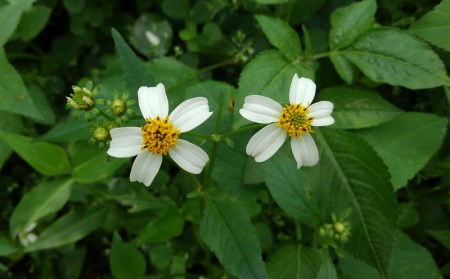 はちみいちゃんのはちみつ【2本セット】蜜蜂ファーム・ときわ