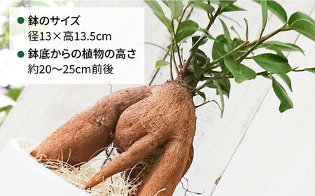 幸せを呼ぶ木『 ガジュマル 』 糸島市 / cocoha [AWB022] 観葉植物