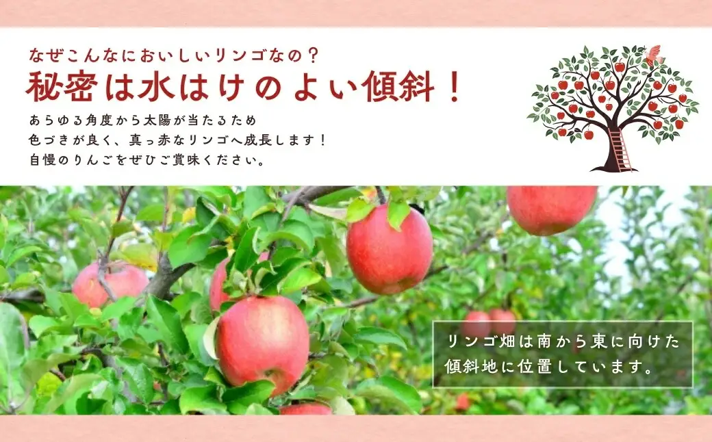 【2026年先行予約】訳あり りんご サンふじ 約10kg (18~40玉)  |りんご