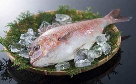 世界遺産の地、豊かな自然の産物「みえ真鯛」（スキンレスロイン）400～600g　MG-07