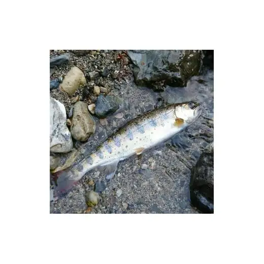 奈良 下北山村 アマゴ・アユ 遊漁年券 川釣り 渓流釣り 【令和8年3月～9月有効】