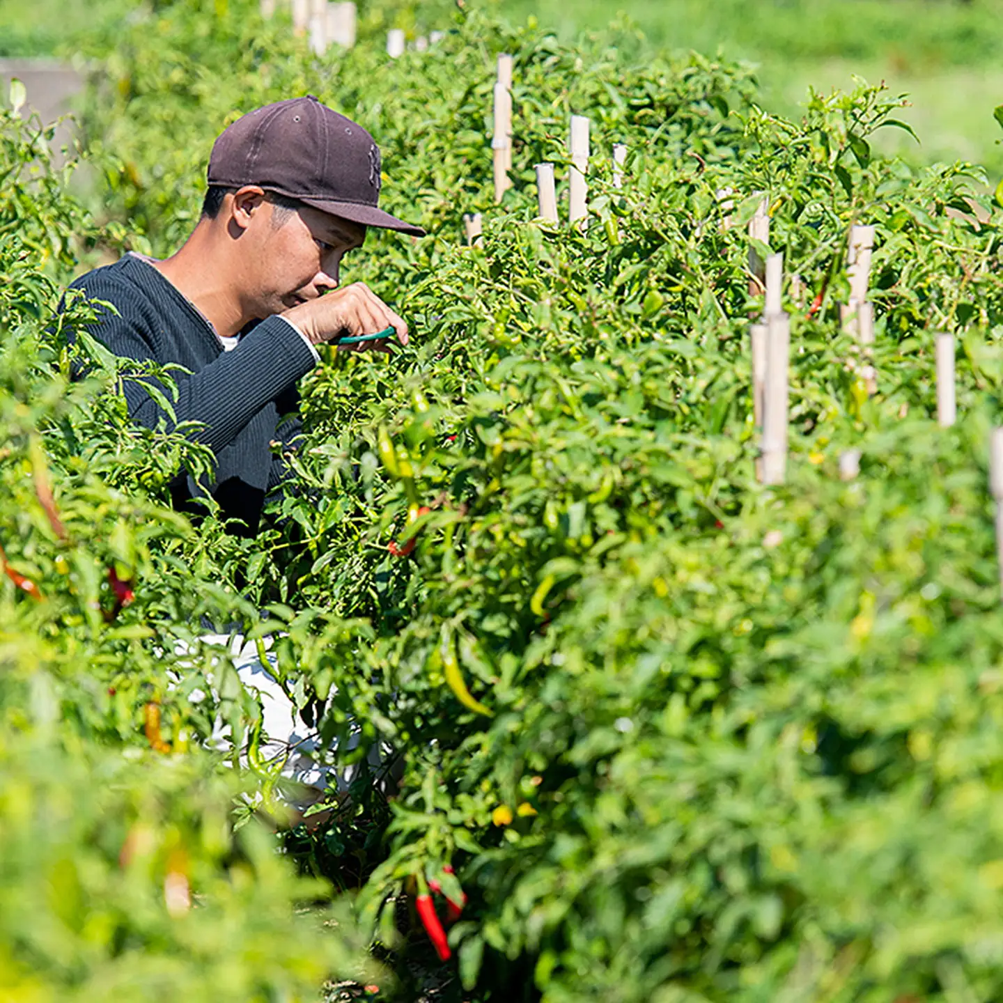 佐賀産季節の旬野菜10種類（農薬・化学肥料不使用）：B120-036