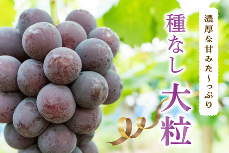 【先行予約】【2026年産】山陰浜田の特産果樹ピオーネ（2kg）＜8月下旬から発送開始予定＞ ふるさと納税 ぶどう ふるさと納税 ピオーネ ブドウ 葡萄 フルーツ くだもの 果物 【010_1945】